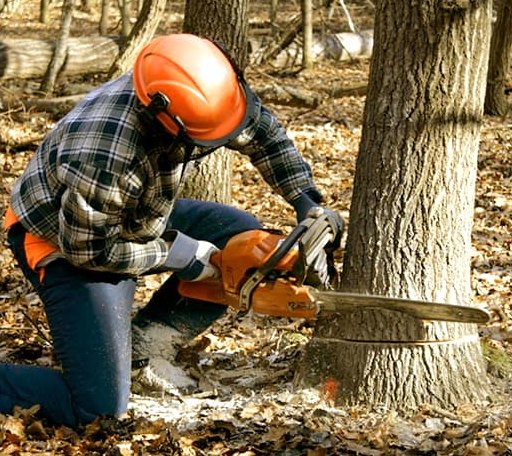 Tree Removal in Wharton, TX
